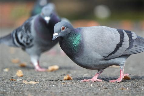 mavc pigeon.com|LIVEpigeon .